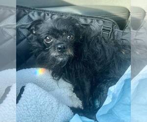 Mutt Dogs for adoption in Spring Lake, NC, USA