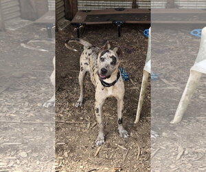 Mutt Dogs for adoption in Rustburg, VA, USA