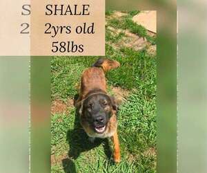 Mutt Dogs for adoption in Woodbury, NY, USA
