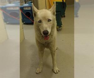 Siberian Husky Dogs for adoption in Sanford, FL, USA