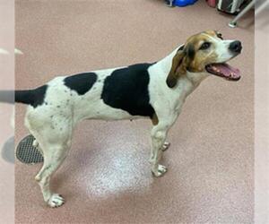 Treeing Walker Coonhound Dogs for adoption in Ogden, UT, USA