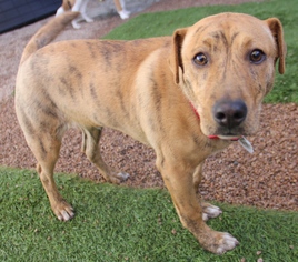 Boxador Dogs for adoption in phoenix, AZ, USA