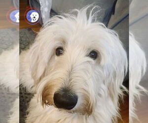 Great Pyrenees Dogs for adoption in Spring, TX, USA