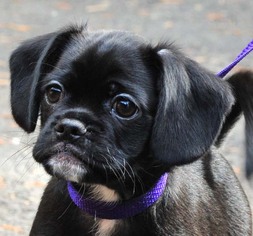 Chug Dogs for adoption in Vernonia, OR, USA