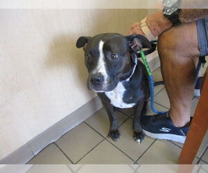 Staffordshire Bull Terrier Dogs for adoption in Ocala, FL, USA