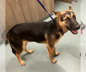 German Shepherd Dog Dogs for adoption in Baytown, TX, USA