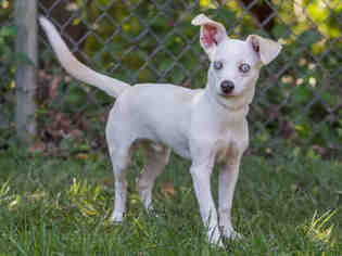 Chihuahua Dogs for adoption in Belleville, IL, USA