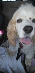 Cocker Spaniel Dogs for adoption in Ponca City, OK, USA