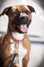 Bullboxer Pit Dogs for adoption in Santa Monica, CA, USA
