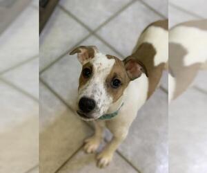 Medium Photo #1 Jack Russell Terrier Puppy For Sale in Cedar Rapids, IA, USA