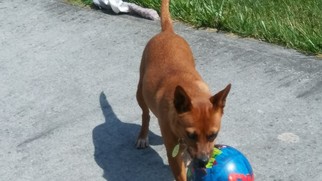 Miniature Pinscher-Shiba Inu Mix Dogs for adoption in Cookeville, TN, USA