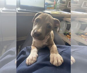 American Pit Bull Terrier-Unknown Mix Dogs for adoption in Rockaway, NJ, USA