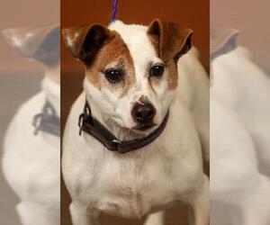 Jack Russell Terrier Dogs for adoption in Johnson City, TN, USA