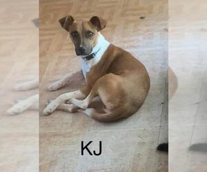 Jack Russell Terrier-Unknown Mix Dogs for adoption in Seahurst, WA, USA