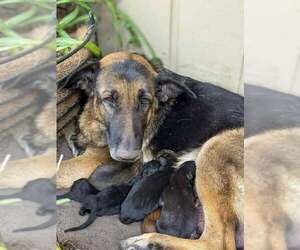 German Shepherd Dog Dogs for adoption in Saegertown , PA, USA