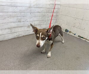 Miniature Pinscher-Siberian Husky Mix Dogs for adoption in San Bernardino, CA, USA
