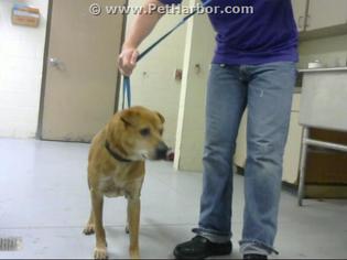 Chinese Shar-Pei Dogs for adoption in Conroe, TX, USA