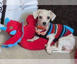 Bichon Frise-Unknown Mix Dogs for adoption in Aurora, IN, USA