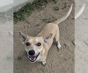 Chihuahua Dogs for adoption in Bakersfield, CA, USA