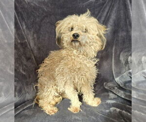 Cairnoodle Dogs for adoption in Albuquerque, NM, USA