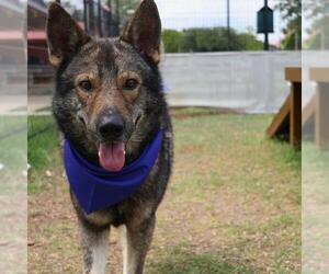 German Shepherd Dog-Unknown Mix Dogs for adoption in San Antonio, TX, USA