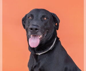 Labrador Retriever Dogs for adoption in Pasadena, CA, USA