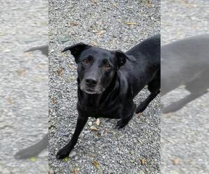Labrador Retriever-Unknown Mix Dogs for adoption in Thibodaux, LA, USA