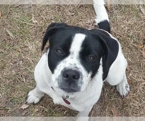 American Bull-Jack Dogs for adoption in Melrose, FL, USA