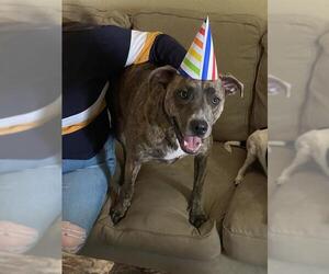 American Staffordshire Terrier-Unknown Mix Dogs for adoption in San Antonio, TX, USA