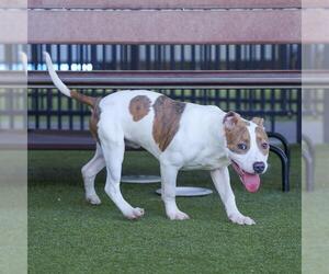 Bull Terrier-Unknown Mix Dogs for adoption in Waco, TX, USA
