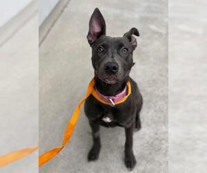 Medium Photo #1 Mutt Puppy For Sale in San Martin, CA, USA