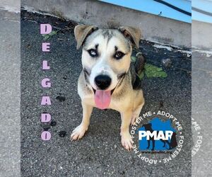 Huskies -Unknown Mix Dogs for adoption in Binghamton, NY, USA