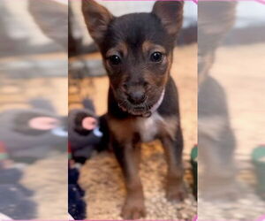 Mutt Dogs for adoption in Jacksonville, NC, USA
