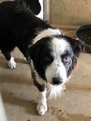 Border Collie Dogs for adoption in Chinook, MT, USA