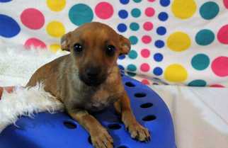 Chipin Dogs for adoption in Sylmar, CA, USA