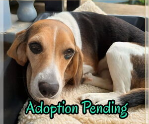 Beagle Dogs for adoption in Dunnellon, FL, USA