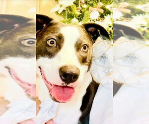 American Staffordshire Terrier-Border Collie Mix Dogs for adoption in Lake Forest, CA, USA