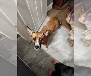 Boxer-Pembroke Welsh Corgi Mix Dogs for adoption in garner, NC, USA