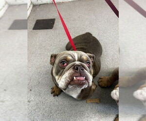 Bulldog Dogs for adoption in San Bernardino, CA, USA