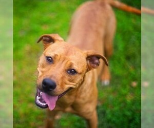 Black Mouth Cur Dogs for adoption in Gainesville, FL, USA
