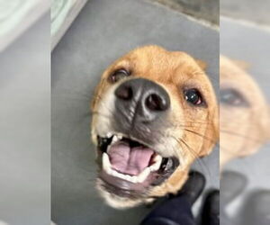 Golden Retriever-Unknown Mix Dogs for adoption in Glen Allen, VA, USA