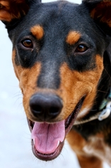 Doberman Pinscher-Unknown Mix Dogs for adoption in Surprise, AZ, USA