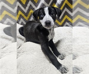 Mutt Dogs for adoption in Lakewood, CO, USA