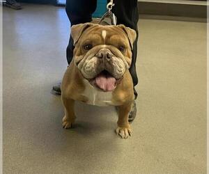 Bulldog Dogs for adoption in HESPERIA, CA, USA