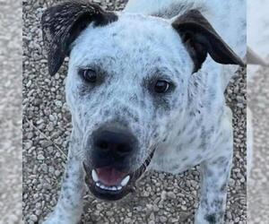 Pointer Dogs for adoption in Von Ormy, TX, USA