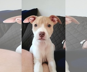 American Pit Bull Terrier-Unknown Mix Dogs for adoption in Des Moines, IA, USA