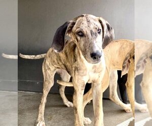 Great Dane Dogs for adoption in San Bernardino, CA, USA