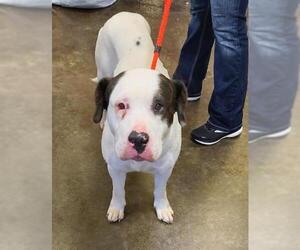 Bullypit Dogs for adoption in Rockwall, TX, USA