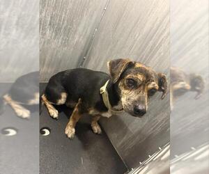 Chihuahua-Unknown Mix Dogs for adoption in San Antonio, TX, USA