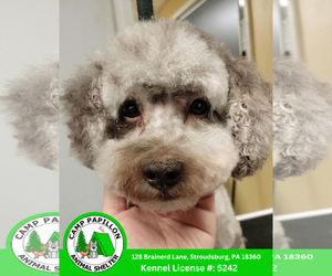 Shih-Poo Dogs for adoption in Stroudsburg, PA, USA